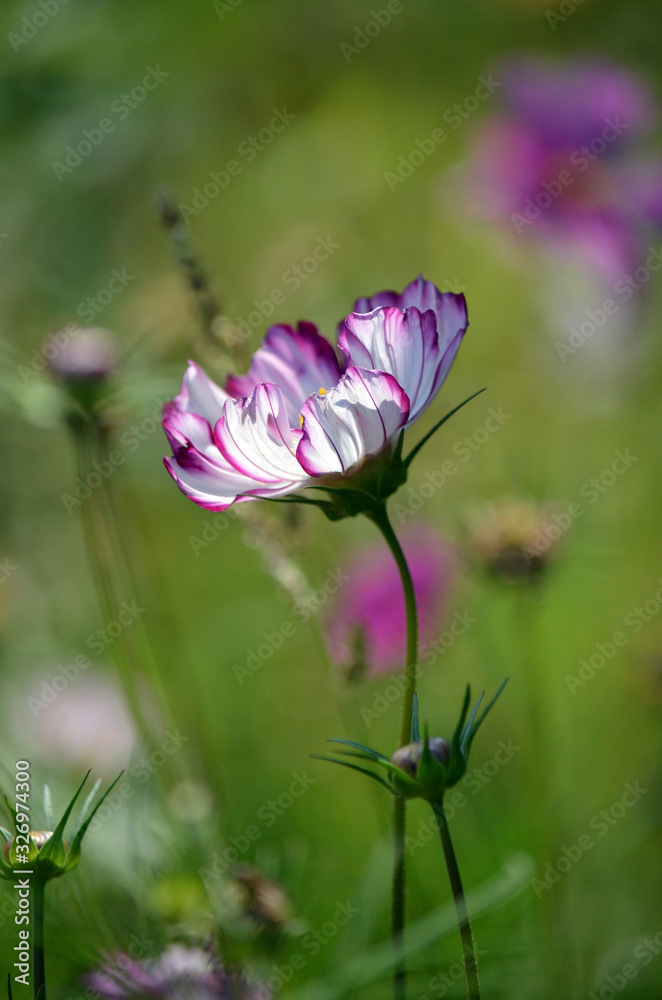 Back lit white and purple Cosmos flower in dreamy green meadow Back lit white and purple Cosmos flower in dreamy green meadow