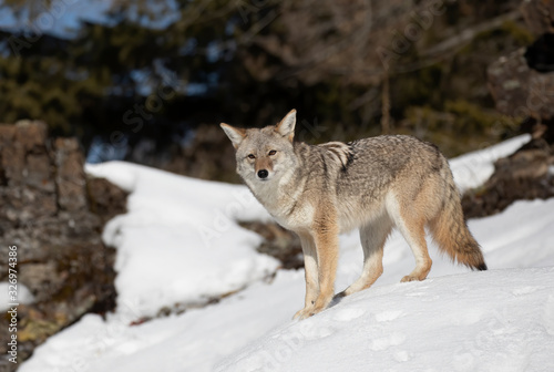 A lone coyote (Canis latrans) standing on a rocky cliff hunting in the winter snow  © Jim Cumming