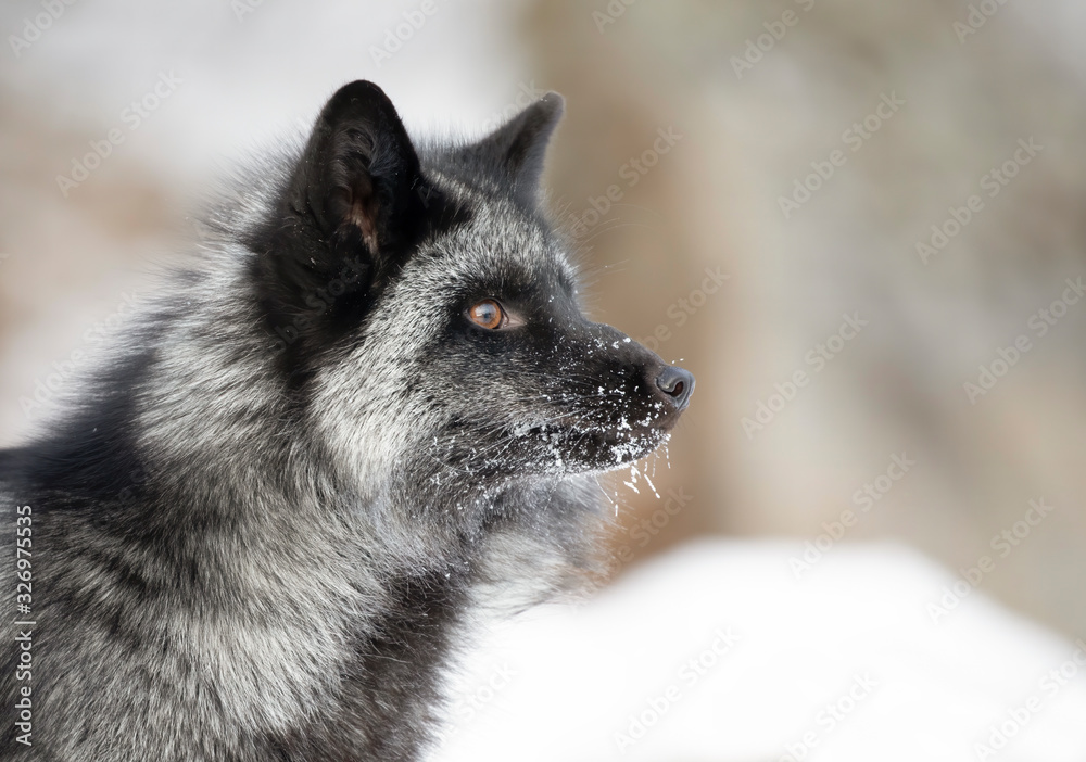 Silver Fox