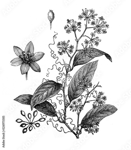 Sarsaparilla, Smilax syphilitica (medicinal plant) / Antique engraved illustration from Brockhaus Konversations - Lexikon 1908 photo