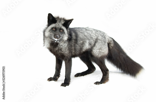 Silver fox (Vulpes vulpes) a melanistic form of the red fox isolated on white background standing in the snow photo