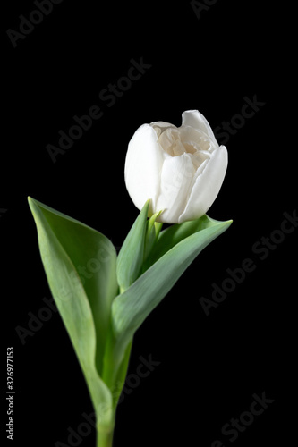 White. Close up of beautiful fresh tulip isolated on black background. Copyspace for your ad. Organic, flower, spring mood, tender and deep colors of petals and leaves. Magnificent and glorious.