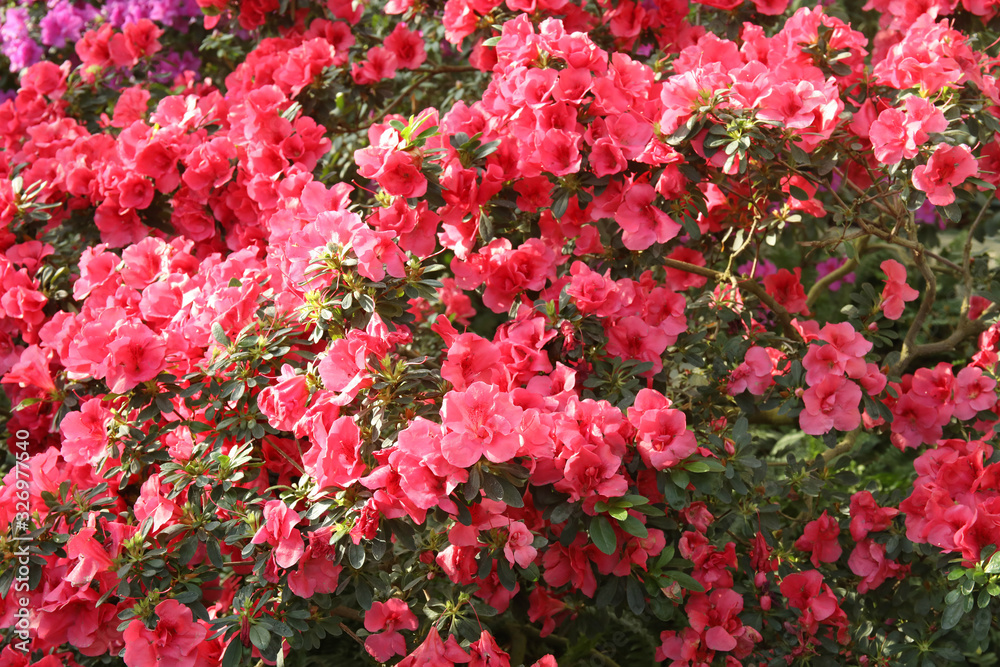 Lavish coral pink azalea blossom in a spring garden Lavish coral pink azalea blossom in a spring garden