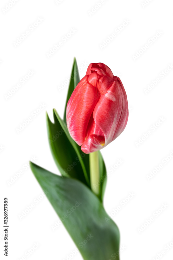 Red. Close up of beautiful fresh tulip isolated on white background. Copyspace for your ad. Organic, flower, spring mood, tender and deep colors of petals and leaves. Magnificent and glorious. Red. Close up of beautiful fresh tulip isolated on white background. Copyspace for your ad. Organic, flower, spring mood, tender and deep colors of petals and leaves. Magnificent and glorious.