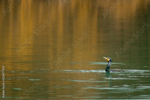 Cormorant fishing on the lake wildlife © Mihai