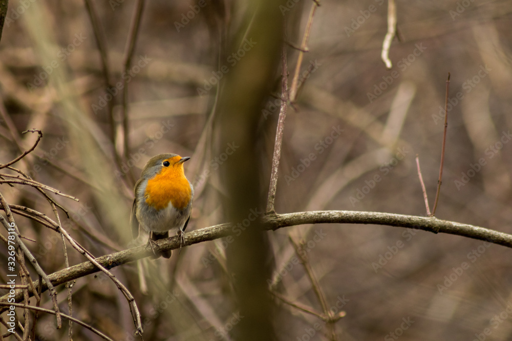 Robin bird sitting wildlife rubecula