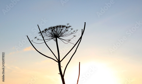 Dry flower stems of a dangerous plant Sosnovsky hogweed (Heracléum sosnowskyi) against the blue sky during the setting sun photo