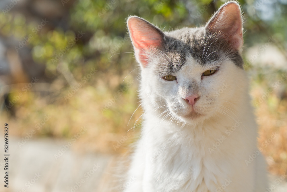 Dirty stray feral kitty on the street. Dirty stray feral kitty on the street.