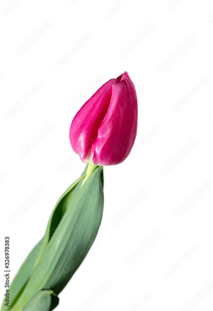 Pink. Close up of beautiful fresh tulip isolated on white background. Copyspace for your ad. Organic, flower, spring mood, tender and deep colors of petals and leaves. Magnificent and glorious. Pink. Close up of beautiful fresh tulip isolated on white background. Copyspace for your ad. Organic, flower, spring mood, tender and deep colors of petals and leaves. Magnificent and glorious.