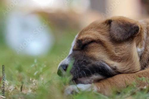 dog lying on grass