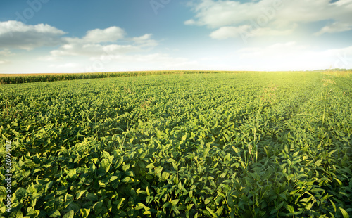 Agricultural soybean field