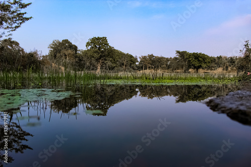 reflection of trees in water