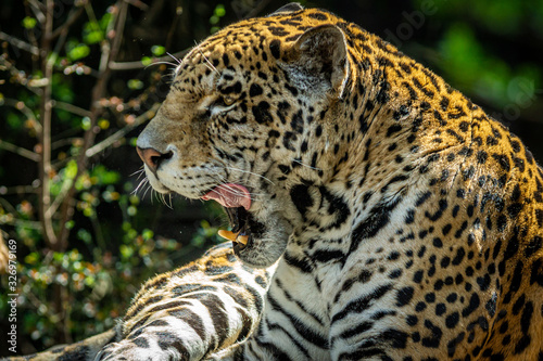 Jaguar   On  a Pintada  Panthera onca 