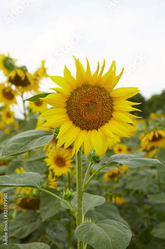 Fototapeta Naklejka Na Ścianę i Meble -  A blooming sunflower