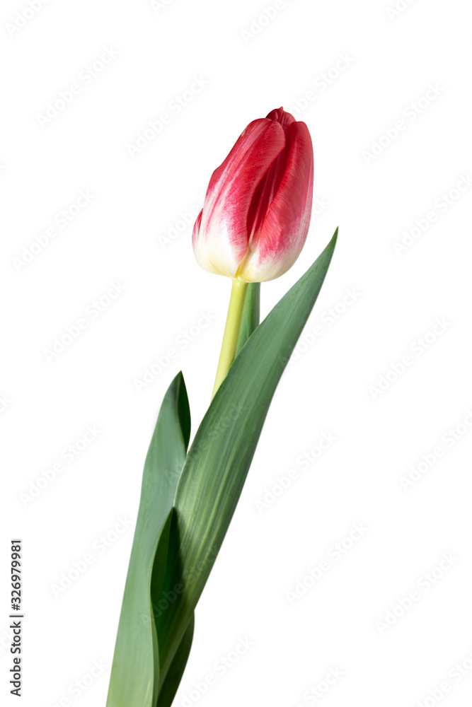 Red. Close up of beautiful fresh tulip isolated on white background. Copyspace for your ad. Organic, flower, spring mood, tender and deep colors of petals and leaves. Magnificent and glorious. Red. Close up of beautiful fresh tulip isolated on white background. Copyspace for your ad. Organic, flower, spring mood, tender and deep colors of petals and leaves. Magnificent and glorious.