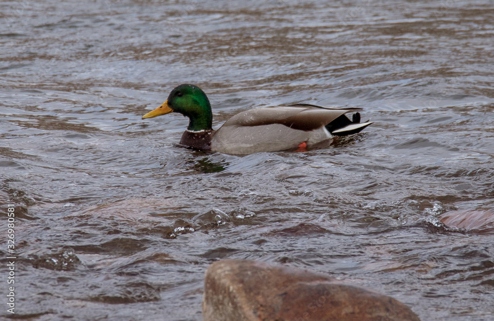 Fototapeta premium duck in water