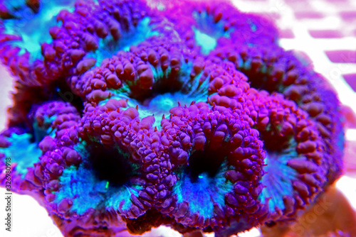 Fototapeta Naklejka Na Ścianę i Meble -  Big Polyp Blastomussa LPS Coral - (Blastomussa wellsi)
