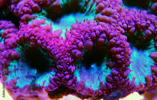 Big Polyp Blastomussa LPS Coral - (Blastomussa wellsi)