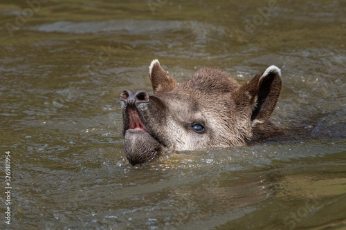 South America Tapir / Anta Brasileira (Tapirus terrestris)
