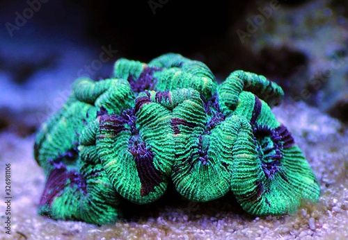 Fototapeta Naklejka Na Ścianę i Meble -  Wellsophyllia folded open brain LPS coral