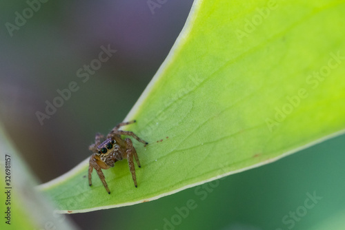 Jump spider in a green leaf