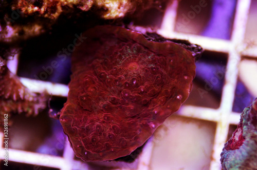 Chalice Stony polyps Coral - (Echinophyllia aspera)  photo