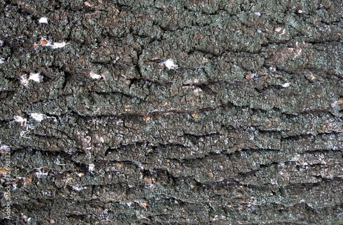 Тexture of tree bark, green leaves, granite stones for background and creativity