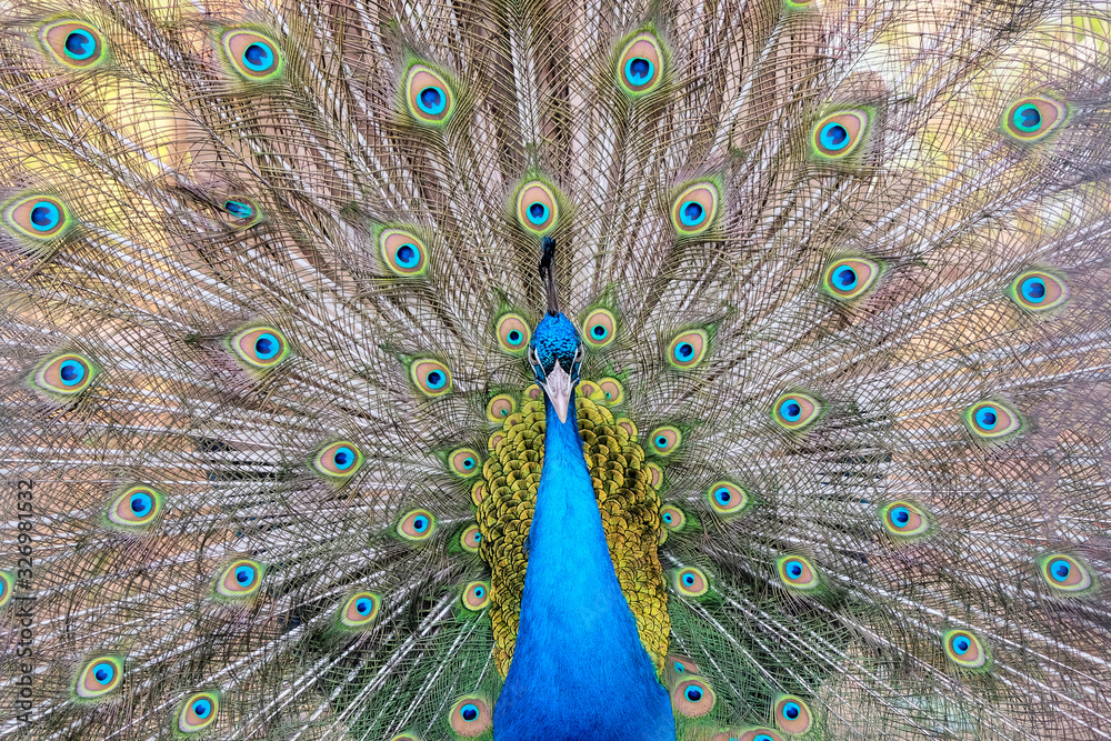 Obraz premium Peacock spreading its tail