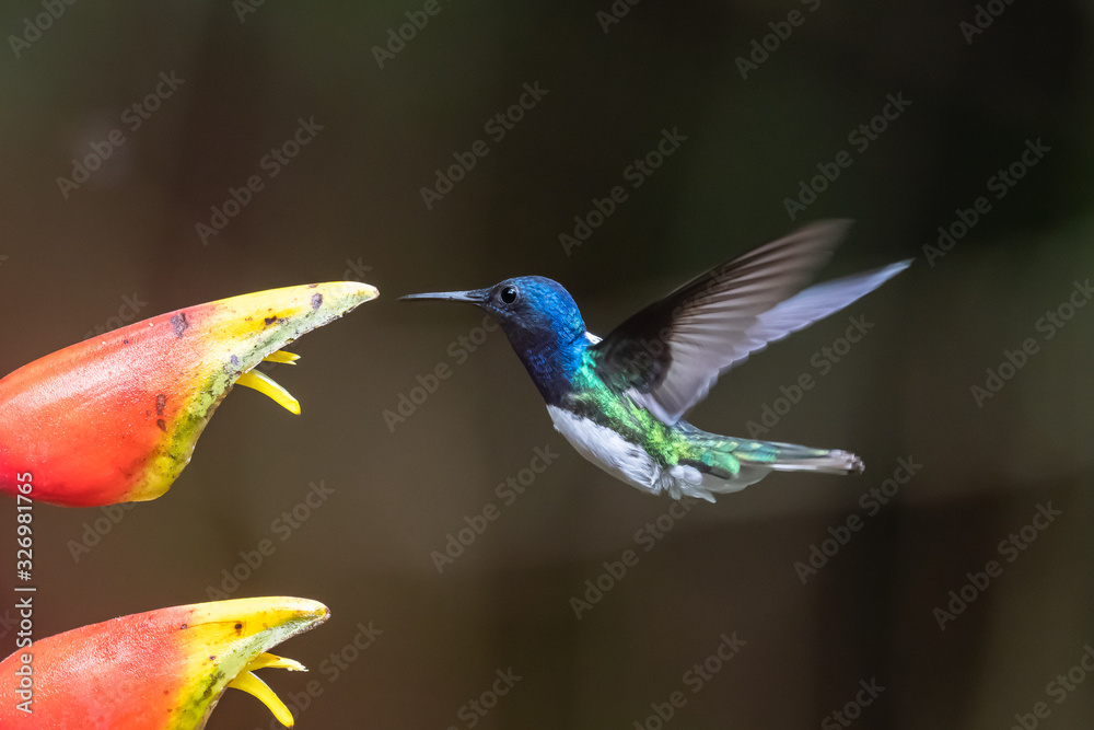 Fototapeta premium Amazilia decora, Charming Hummingbird, bird feeding sweet nectar from flower pink bloom. Hummingbird behaviour in tropic forest, nature habitat in Corcovado NP, Costa Rica. Two bird in fly, wildlife.