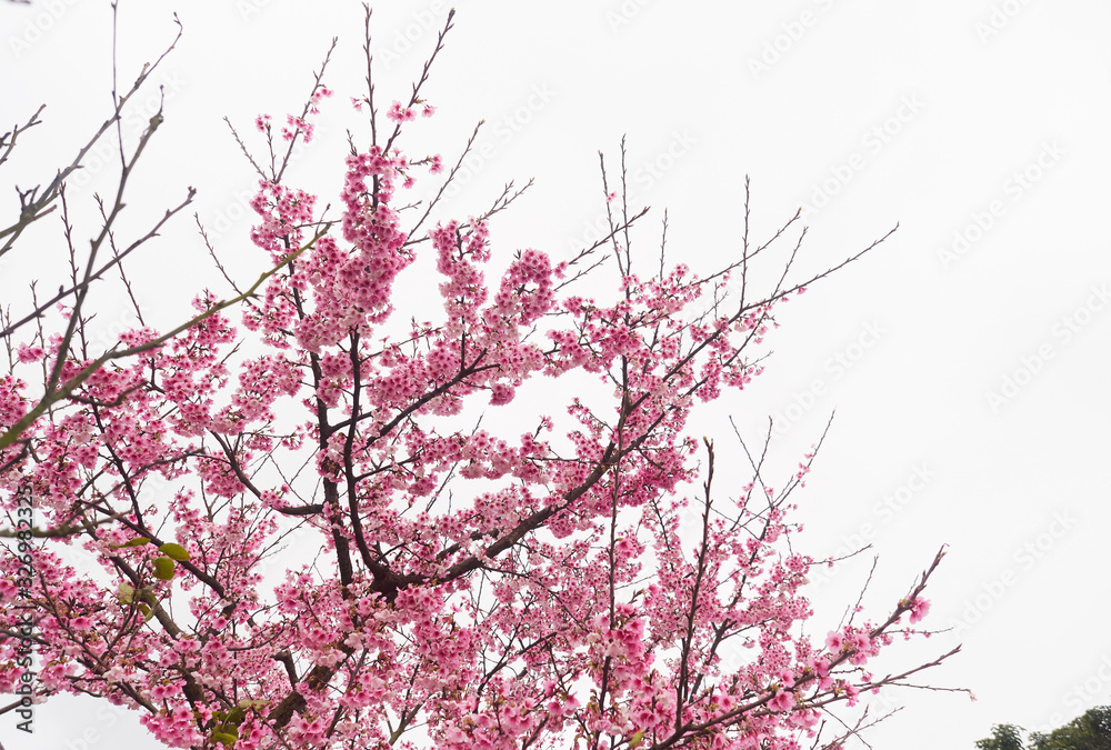 Beautiful cherry blossom sakura in Taiwan. Pastel pink background. Beautiful cherry blossom sakura in Taiwan. Pastel pink background.