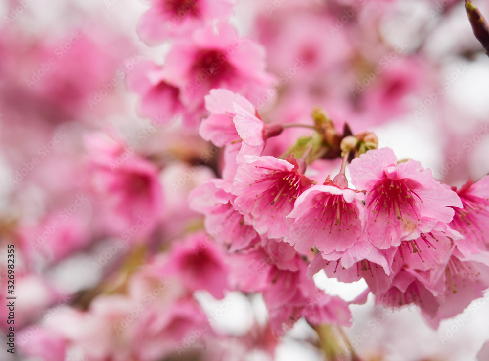 Selective focus of beautiful Cherry blossom with blur background.
