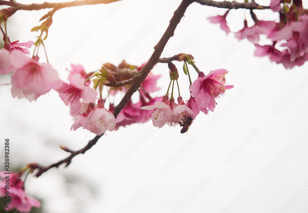 Honey Bee pollinating Pink cherry blossom. Beautiful cherry tree branch with sun. Honey Bee pollinating Pink cherry blossom. Beautiful cherry tree branch with sun.
