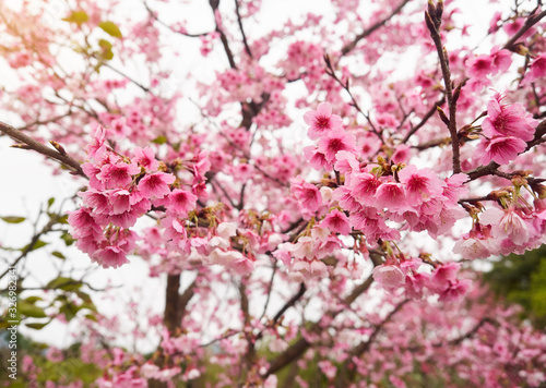 Pink sakura flower  Cherry blossom. The main part of the winter pass.