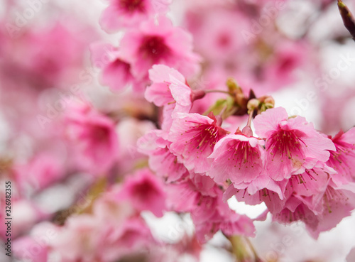 Selective focus of beautiful Cherry blossom with blur background.