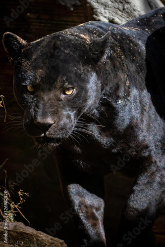 Black Jaguar / Onça Preta / Black Panther / Pantera Negra (Panthera onca) © Lucas