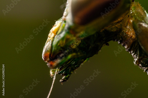 Mantis macro © PeCé