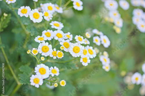 Matricaria parthenium, Tanacetum parthenium, Zlocien maruna, Chrysanthemum parthenium in the garden