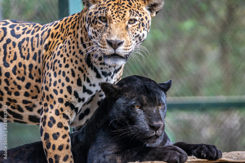 Black Jaguar / Onça Preta / Black Panther / Pantera Negra (Panthera onca)  Stock Photo | Adobe Stock
