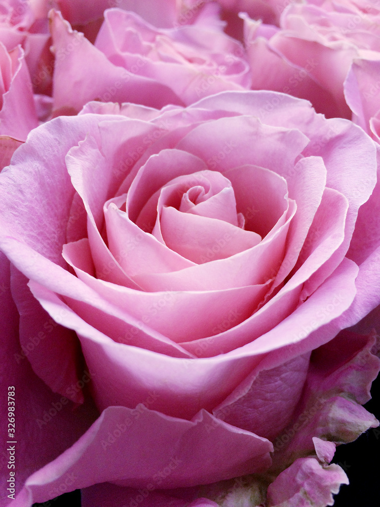Pink rose in a bouquet