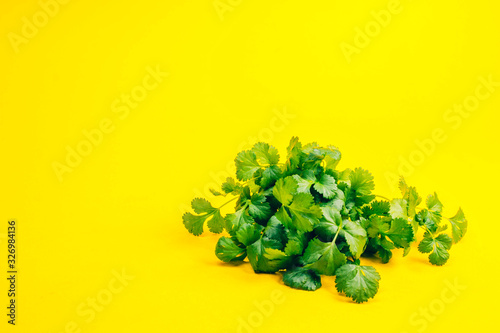 fresh cilantro leaves in a flowerpot on a yelow background