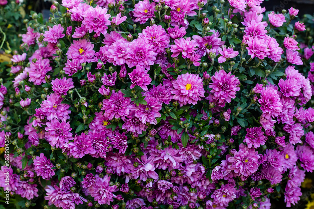 Purple and pink chrysanthemums flowers. Purple and pink chrysanthemums flowers.