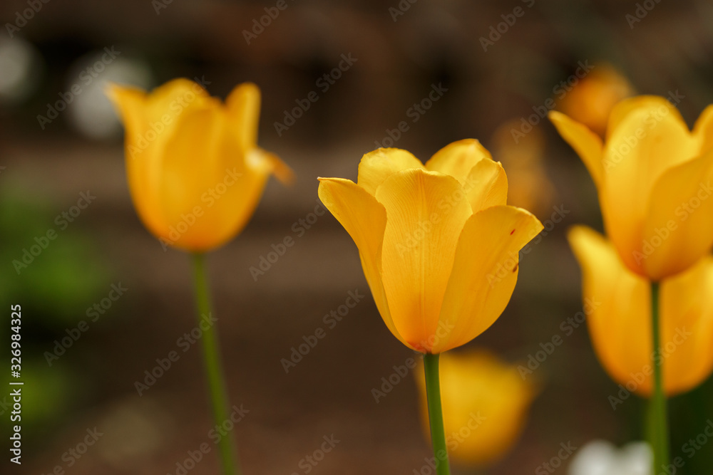Young Yellow Tulips for Women's Day March 8 Young Yellow Tulips for Women's Day March 8