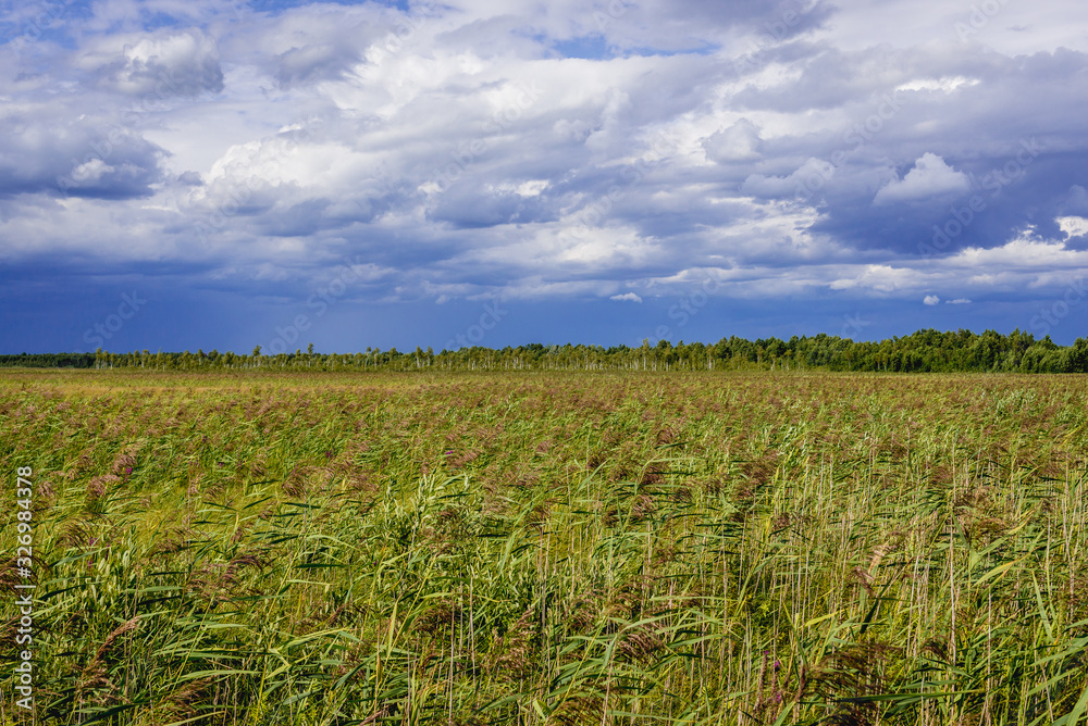 Fototapeta premium Lawki swamps seen from wooden walkway called Dluga Luka in Biebrza National Park, Podlasie region of Poland