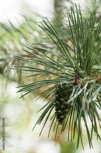 pine branch with cones