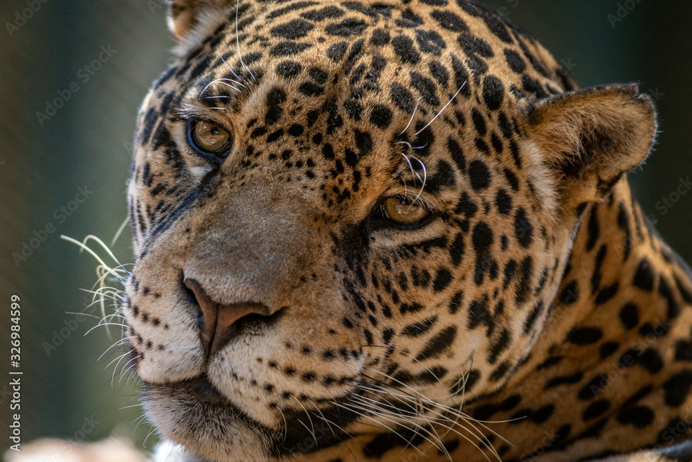 Jaguar / Onça Pintada (Panthera onca) Jaguar / Onça Pintada (Panthera onca)