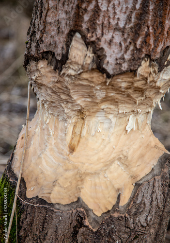 A close-up shot of a large tree trunk with bark picked off by beavers in the forest. Splinters and sawdust around the tree. Nature