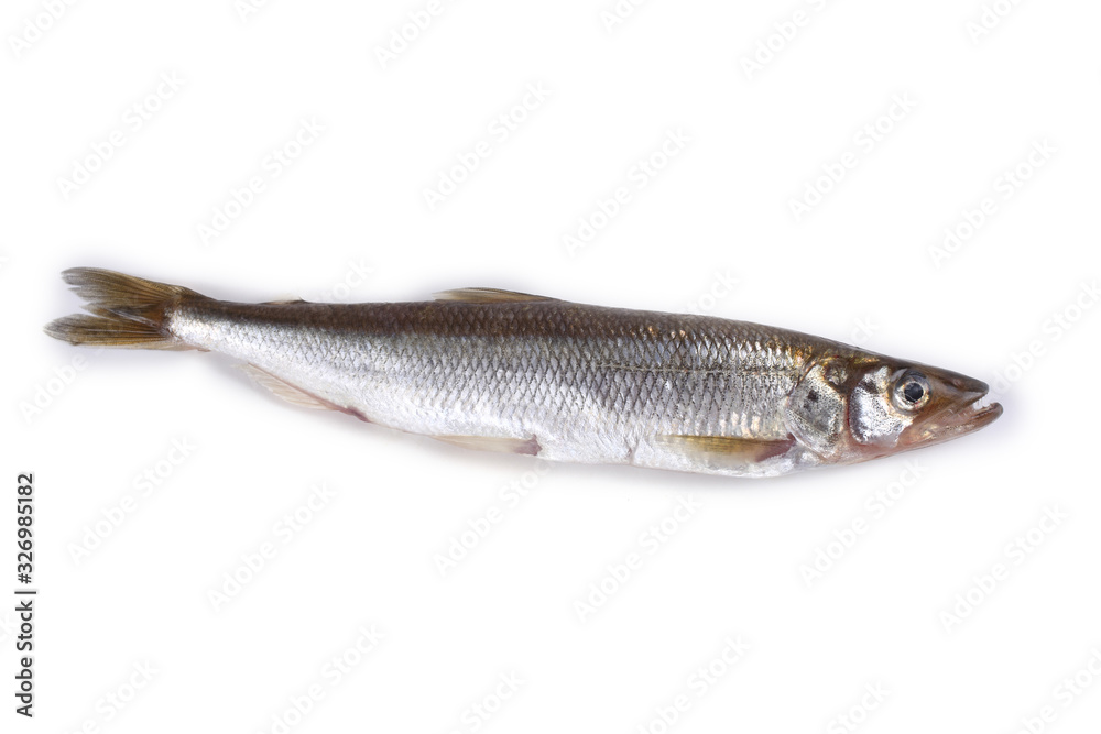 Smelt fish isolated on white. (Big Pacific smelt - Osmerus mordax) Smelt fish isolated on white. (Big Pacific smelt - Osmerus mordax)