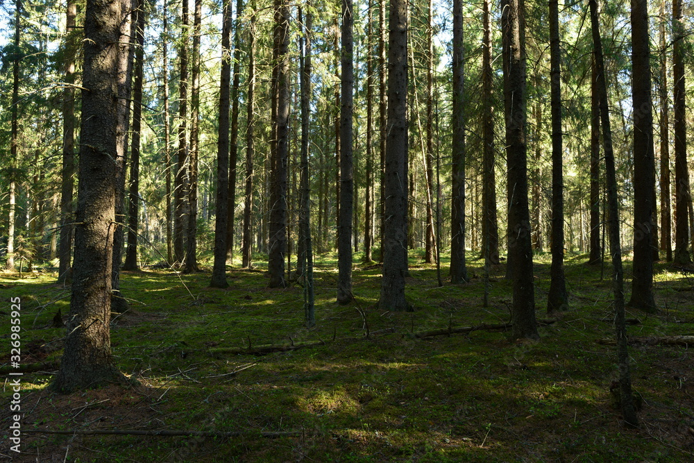 Fir forest in the morning sun on fallen dry branches on cover green spring moss Fir forest in the morning sun on fallen dry branches on cover green spring moss