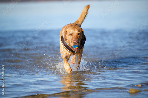 Fuchsroter Labrador Retriever  apportiert einen Ball aus dem Wasser © Matthias