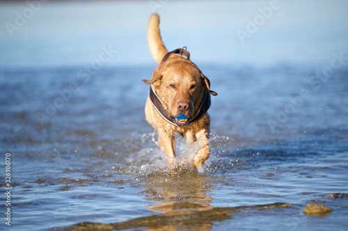 Fuchsroter Labrador Retriever apportiert einen Ball aus dem Wasser